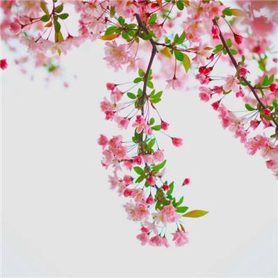 萌菌大作战破解版下载